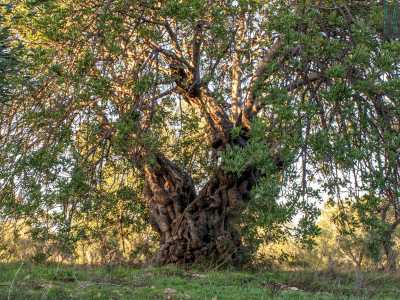 Proseguiamo il nostro cammino e a met� percorso incontriamo un vero e proprio �monumento�: il carrubo-icona dell�intero percorso. �� un albero che avr� perlomeno 700-800 anni�, afferma Patrizia